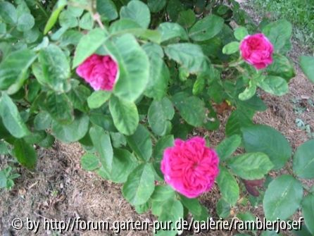 Eifelrose mit starkem Duft!!!
