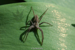 Spinne