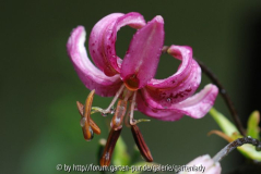 Lilium martagon var. daugavense