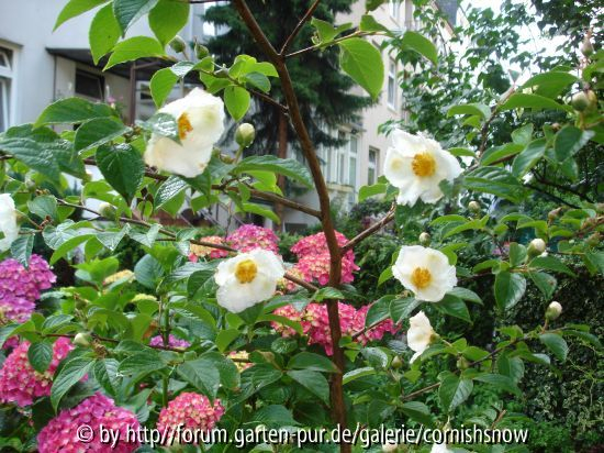 stewartia pseudocamellia - 21.06.2007 I