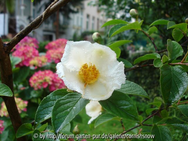 stewartia pseudocamellia - 21.06.2007 II
