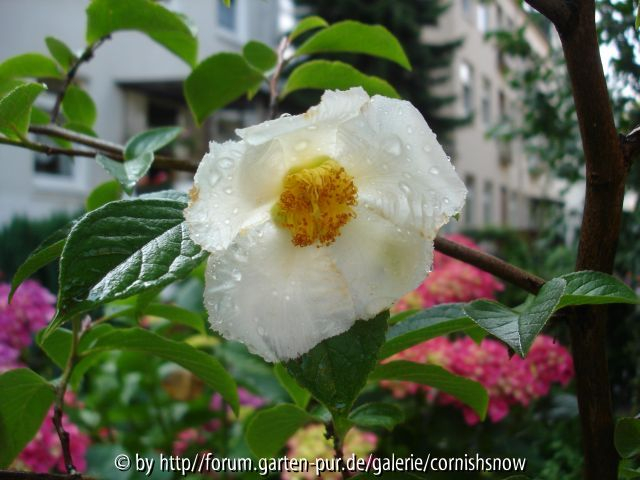 stewartia pseudocamellia - 21.06.2007 III