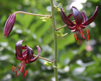 Lilium martagon var. cattaniae