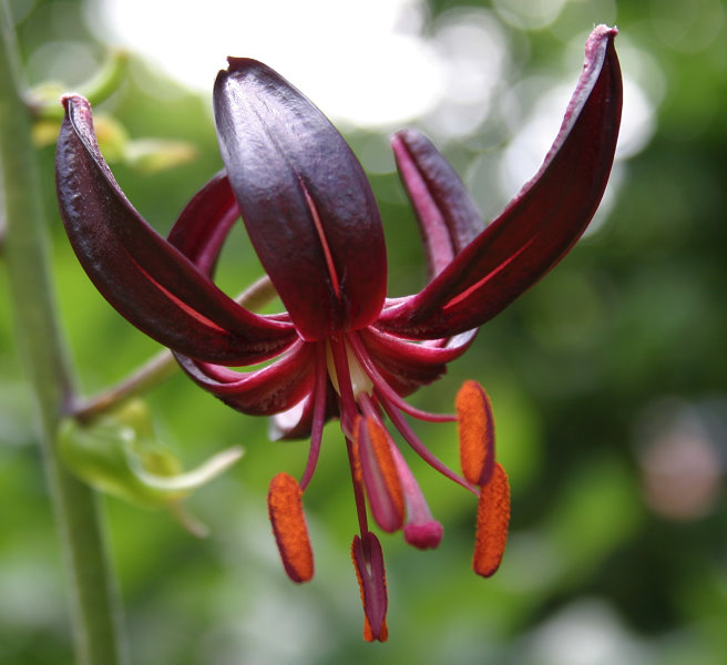 Lilium martagon var. cattaniae