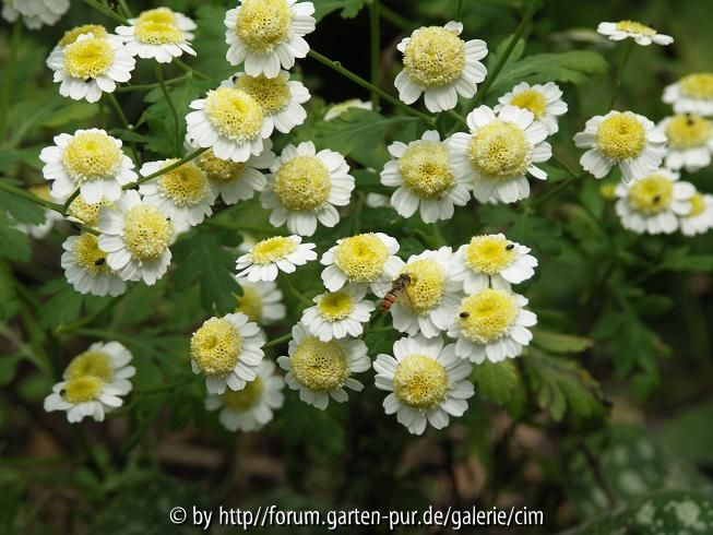 Mutterkraut - Tanacetum parthenium -