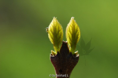 Calycanthus floridus