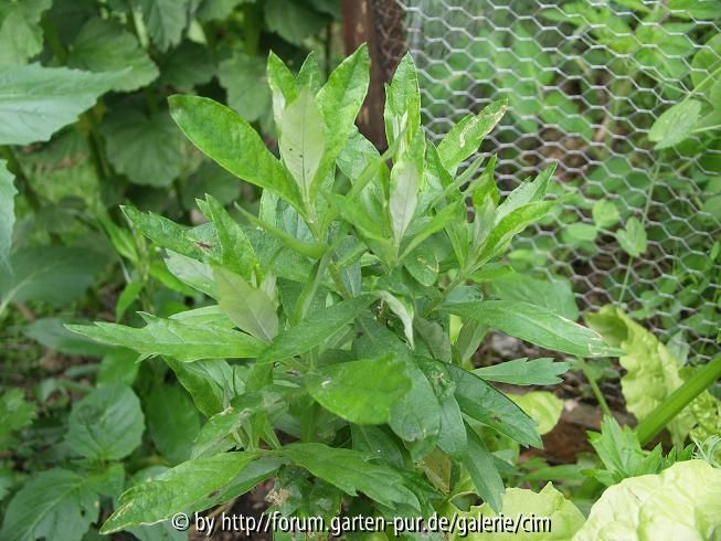 Moxakraut - Artemisia douglasiana -