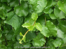 Peru-Portulak - anredera species