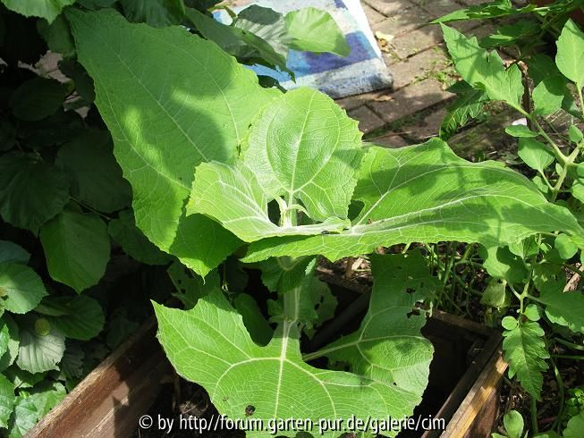 Yacon - Polymnia sonchifolia