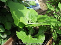 Yacon - Polymnia sonchifolia
