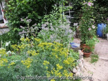 Weinraute (Ruta graveolens) und Borretsch (Borago officinalis)