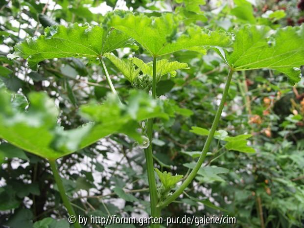 chinesische Gemüsemalve - (Malva verticillata var. crispa)