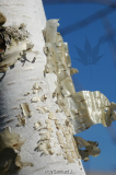 Betula utilis - Himalayabirke