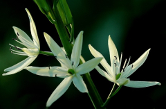 Allium