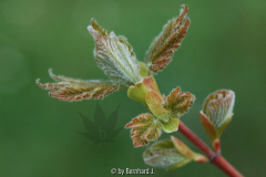 Acer caudatum ssp. urkundense