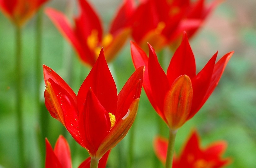 Tulipa 1