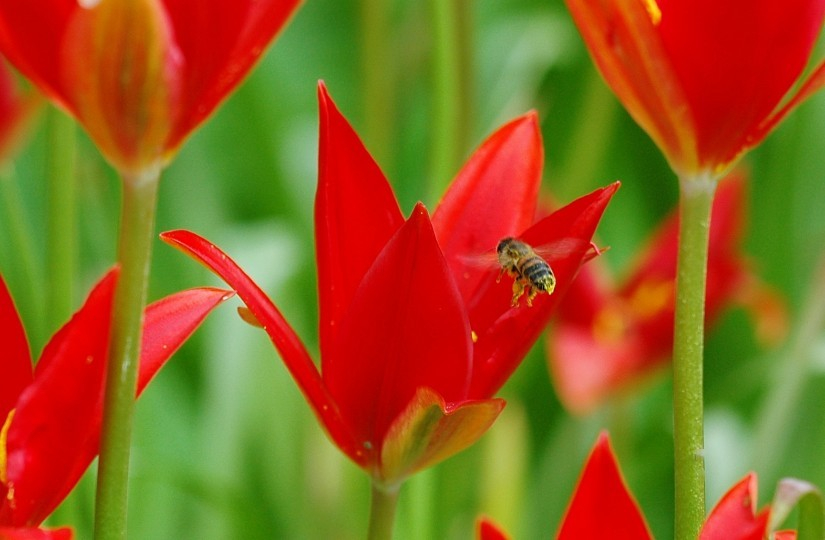 Tulipa 2