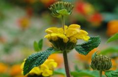 Phlomis