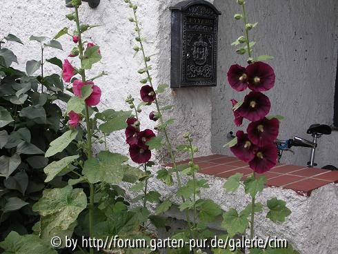 Stockrosen1 - Alcea Rosea