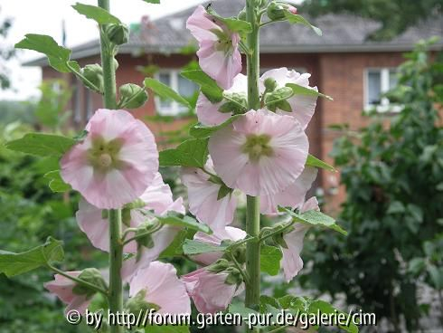 Stockrose2 - Alcea Rosea