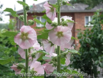 Stockrose2 - Alcea Rosea