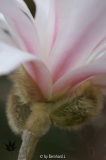 Magnolia stellata