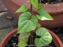 Yamswurzel - Dioscorea batatas (bulbifera nicht im Bild)