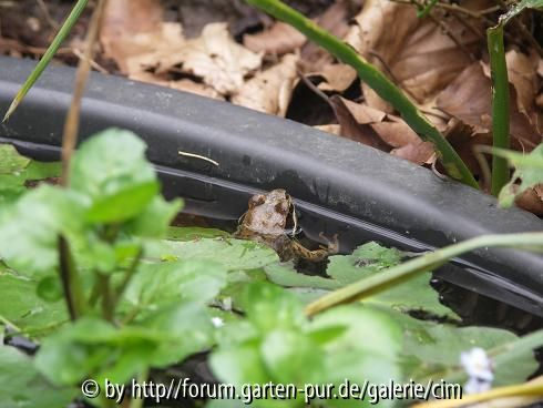 Frosch im Mörteleimer
