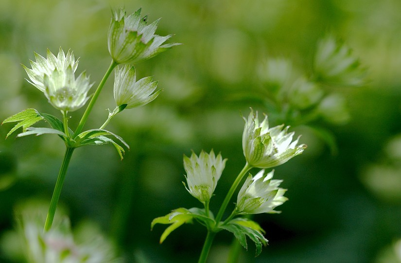 Astrantia 1