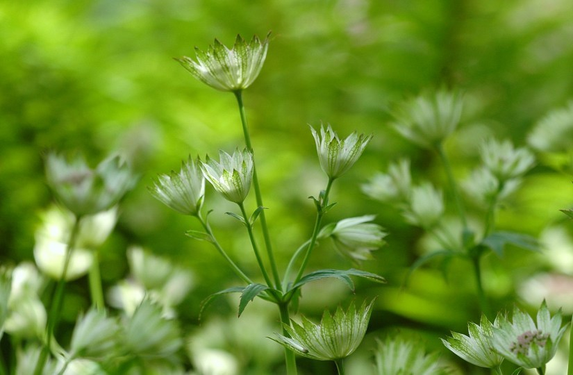 Astrantia 2