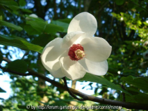 Magnolia sieboldii I