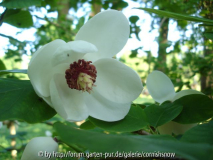 Magnolia sieboldii II