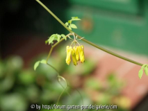 kletterndes Tränendes Herz_Blüte