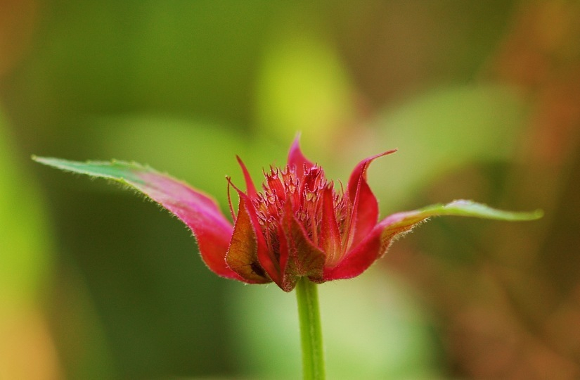 Monarda
