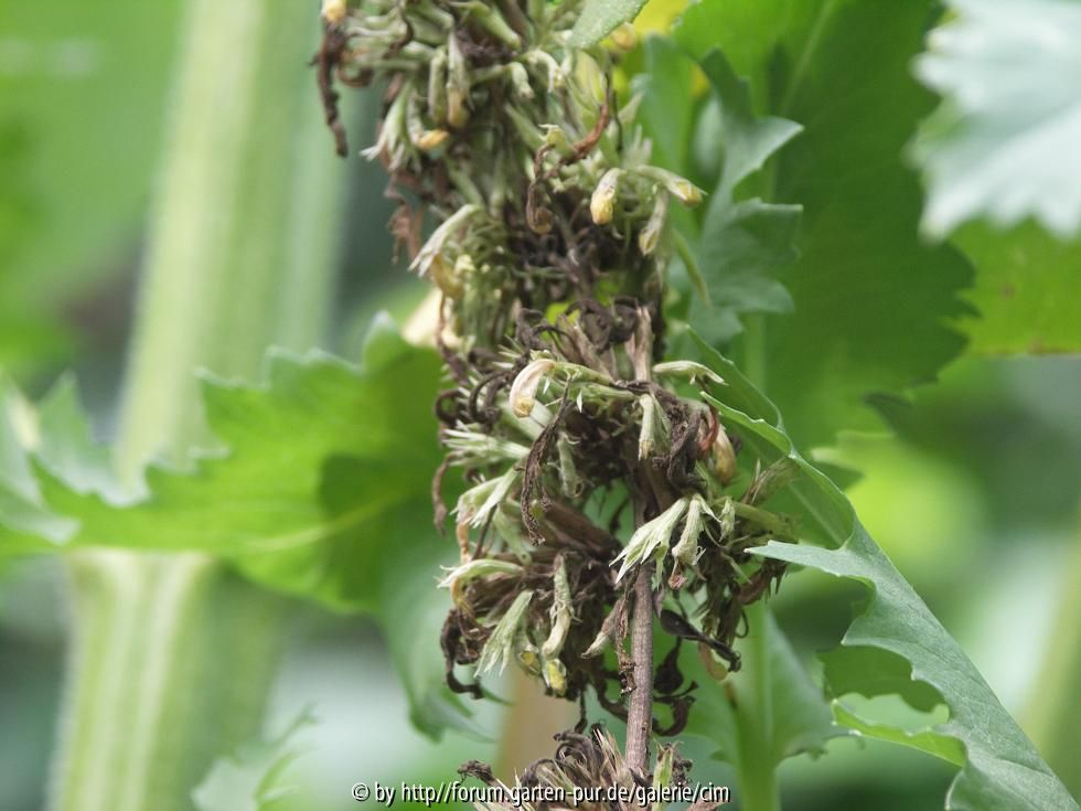verblühte agastache_champagner