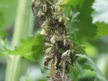 verblühte agastache_champagner