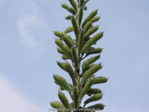 verblühte Lupine