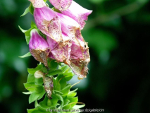 verblühter digitalis