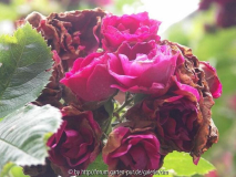 Rose_Romantik