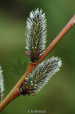 Salix melanostachys