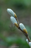 Salix helvetica - Schweizer Gebirgsweide