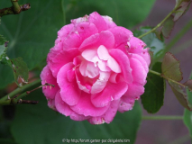 unbekannte Kletterrose