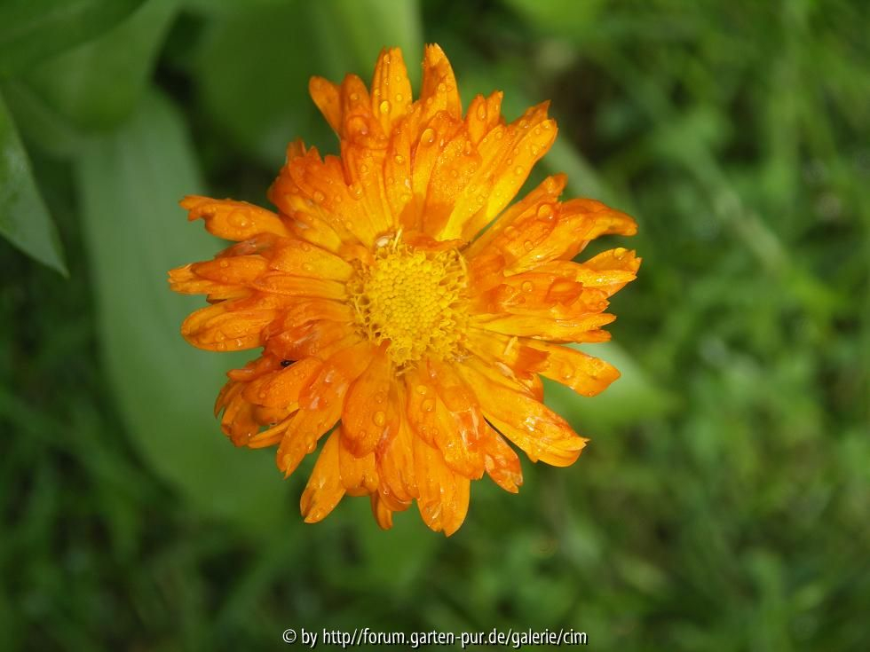 Ringelblume