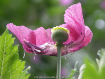 Schlafmohn am Verblühen