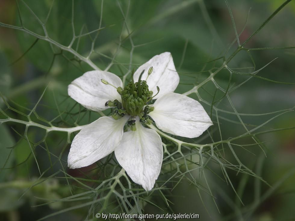 Schwarzkümmel-Jungfer im Grünen-Nigella??
