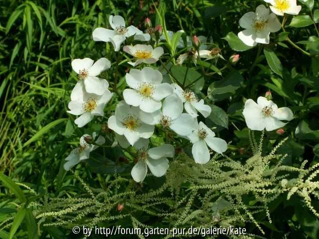 Rosenzauber = White Fleurette