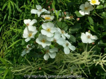 Rosenzauber = White Fleurette