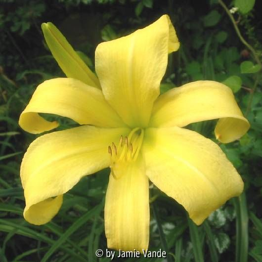 Lemon Madeline