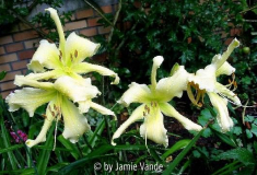 Simplicity In Motion