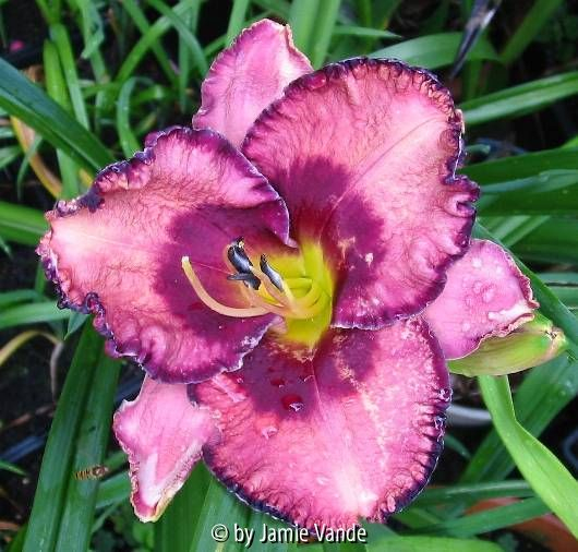 Awesome Blossom X S.C. Bull Gator